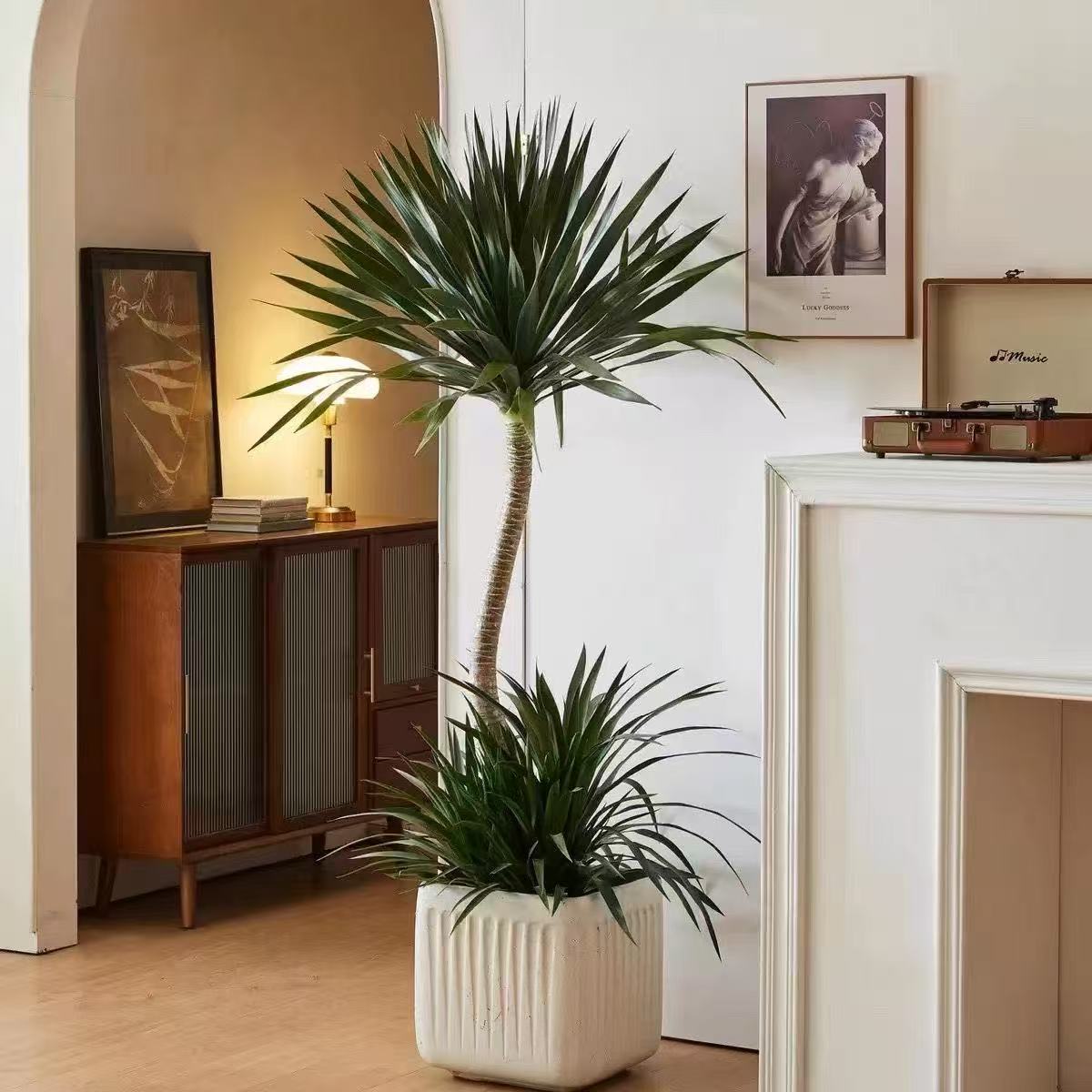 太空铁龙血树大型绿植盆栽室内外适用美观又能吸甲醛