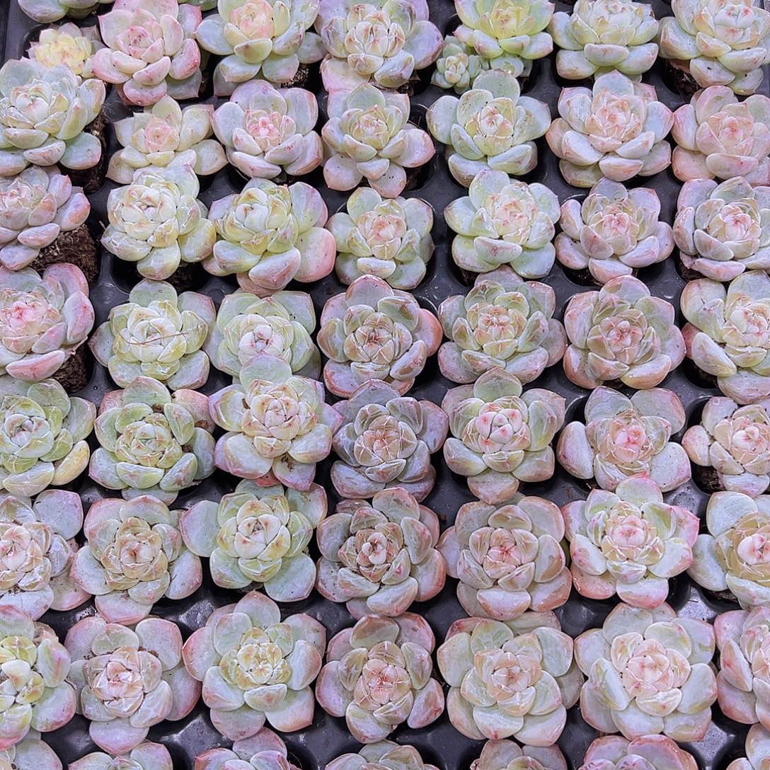 185冰心珍妮4个19包邮