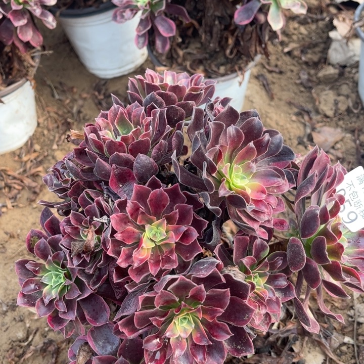 059金丝雀绣球1法师