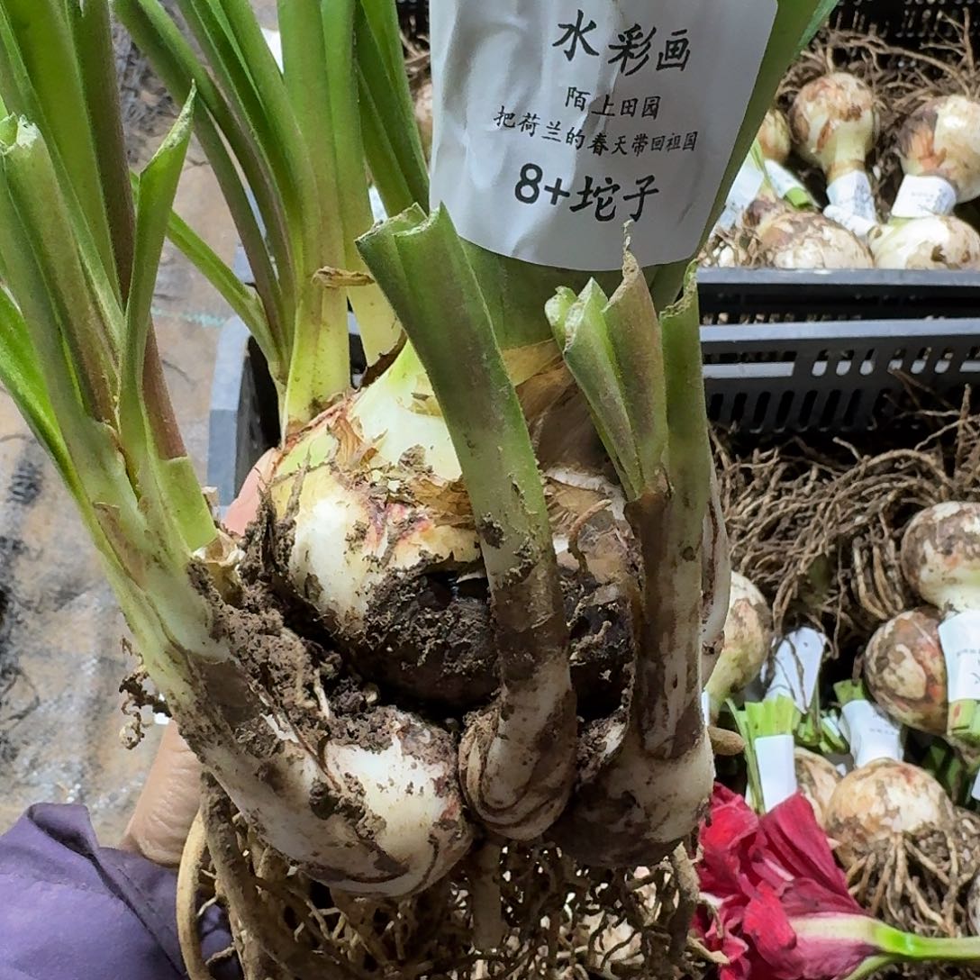 水彩画8+坨坨开花球