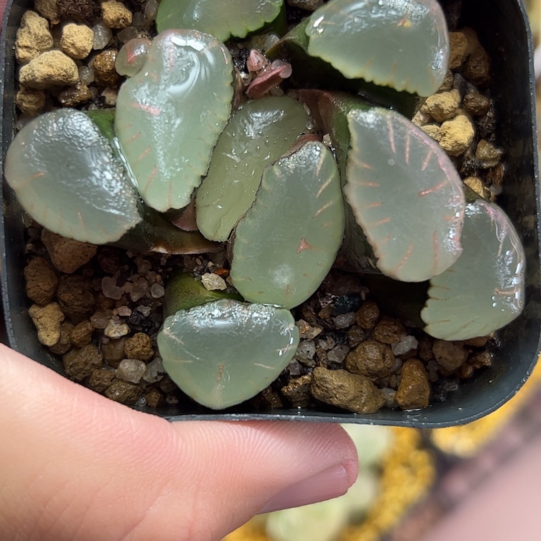 红月亮巨大化十二卷