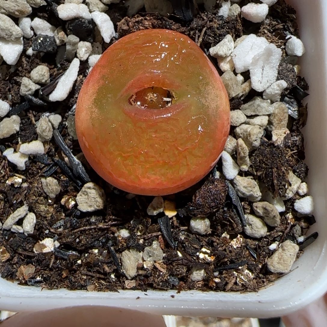 肉锥多肉植物百科30-水蜜桃1126