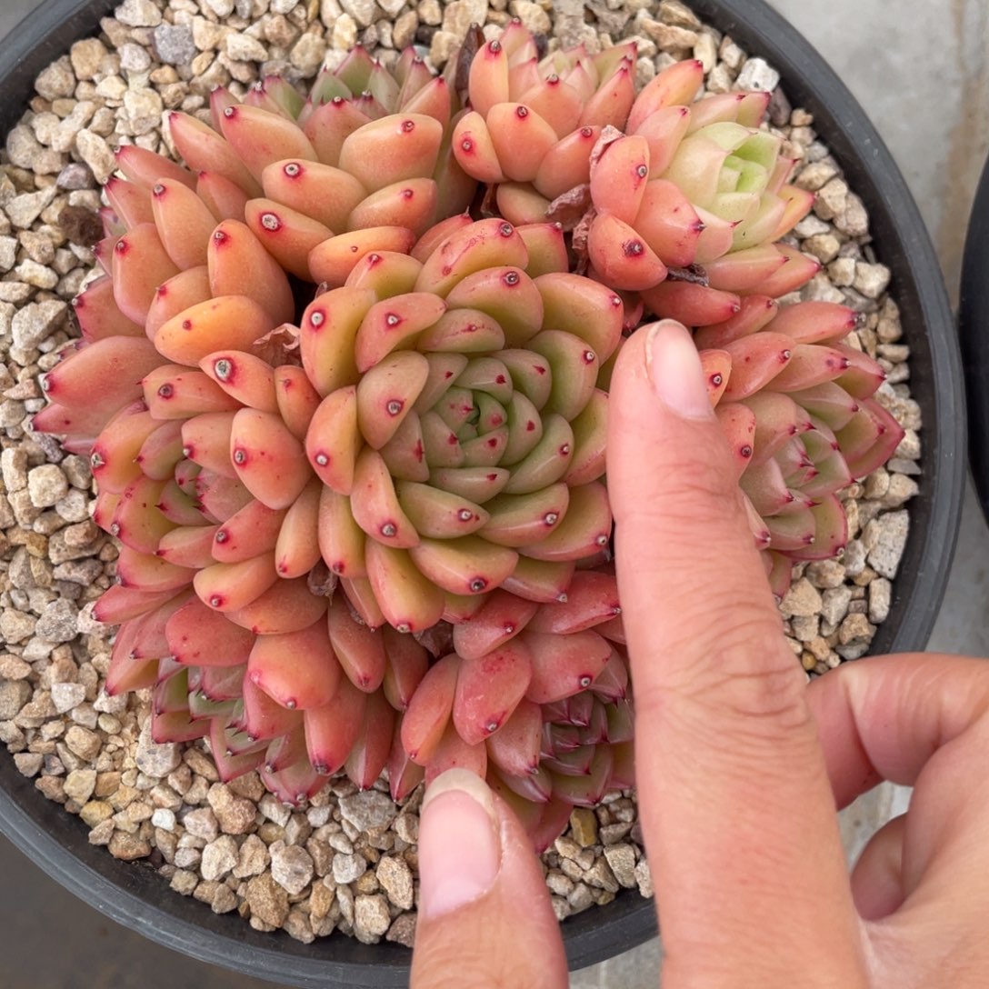 东云手捧群生13公分以上