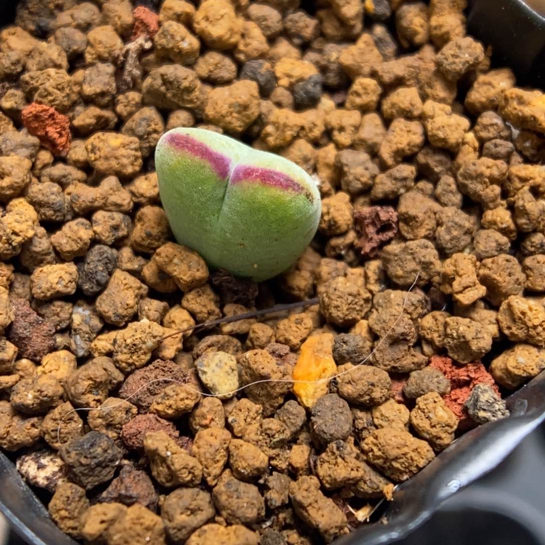 多肉植物肉锥杂交K-210