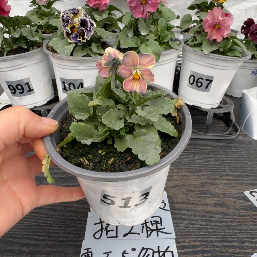 全部花朵513号心跳