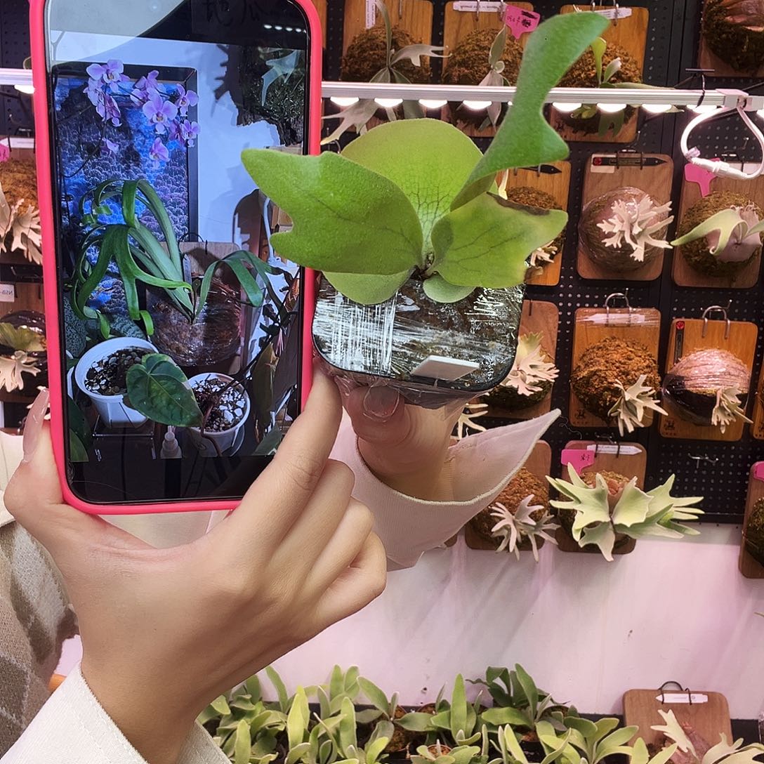 yot 阿超 侧 鹿角蕨