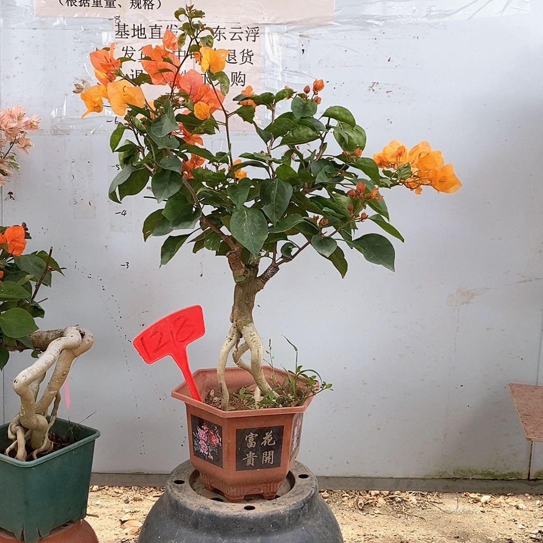 大部分开放少量花苞阿达娜1218