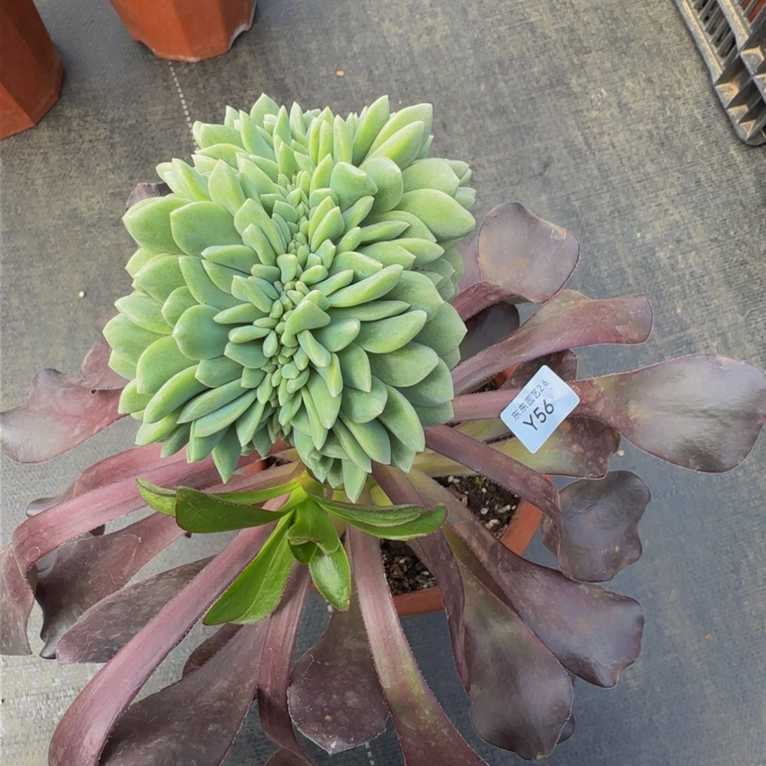 高**弟y y y y y y y y y y 56