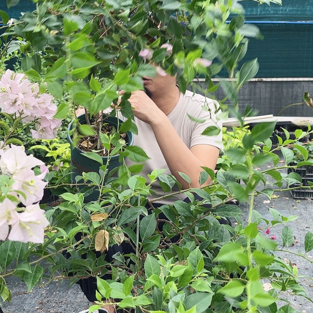 大部分花苞少量开放柳叶苹果花一颗