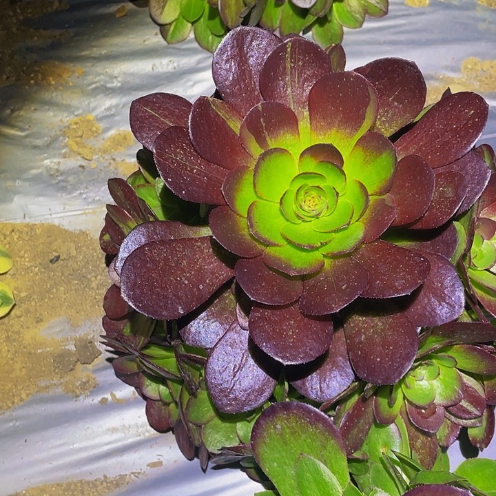 0255黑骑士多肉植物