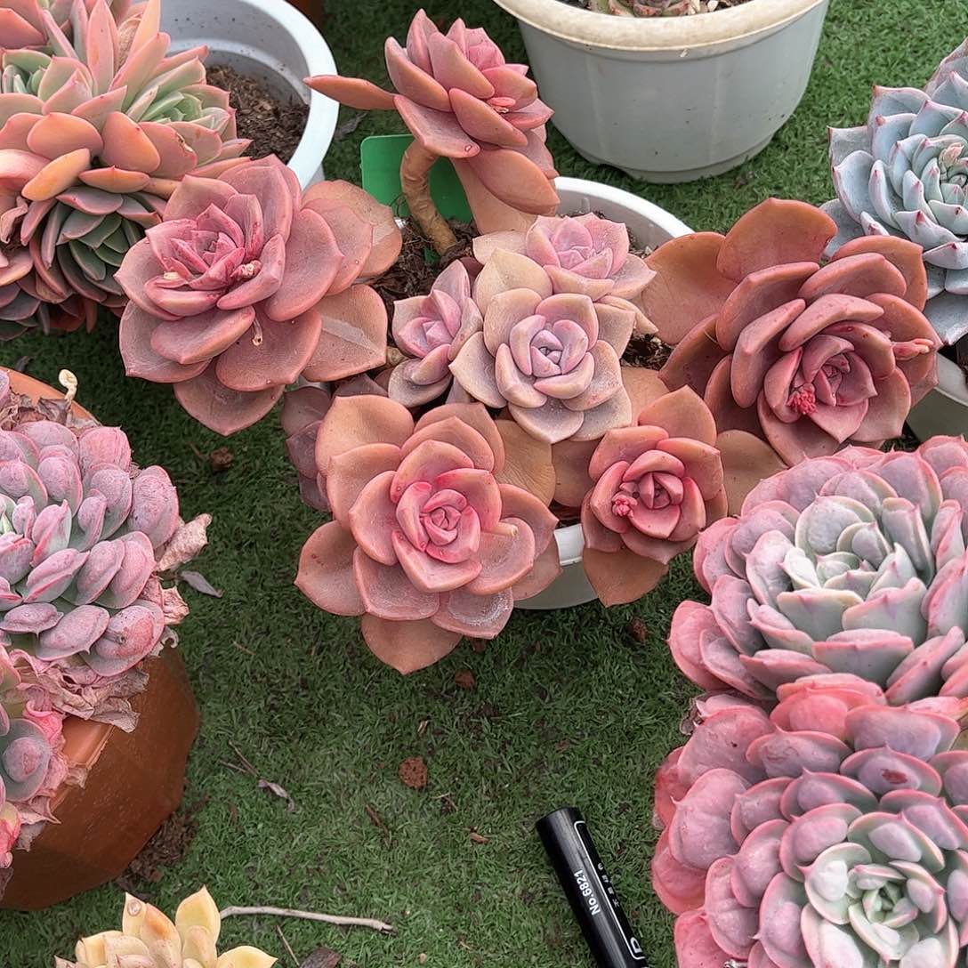 夏*琉璃变多肉植物12