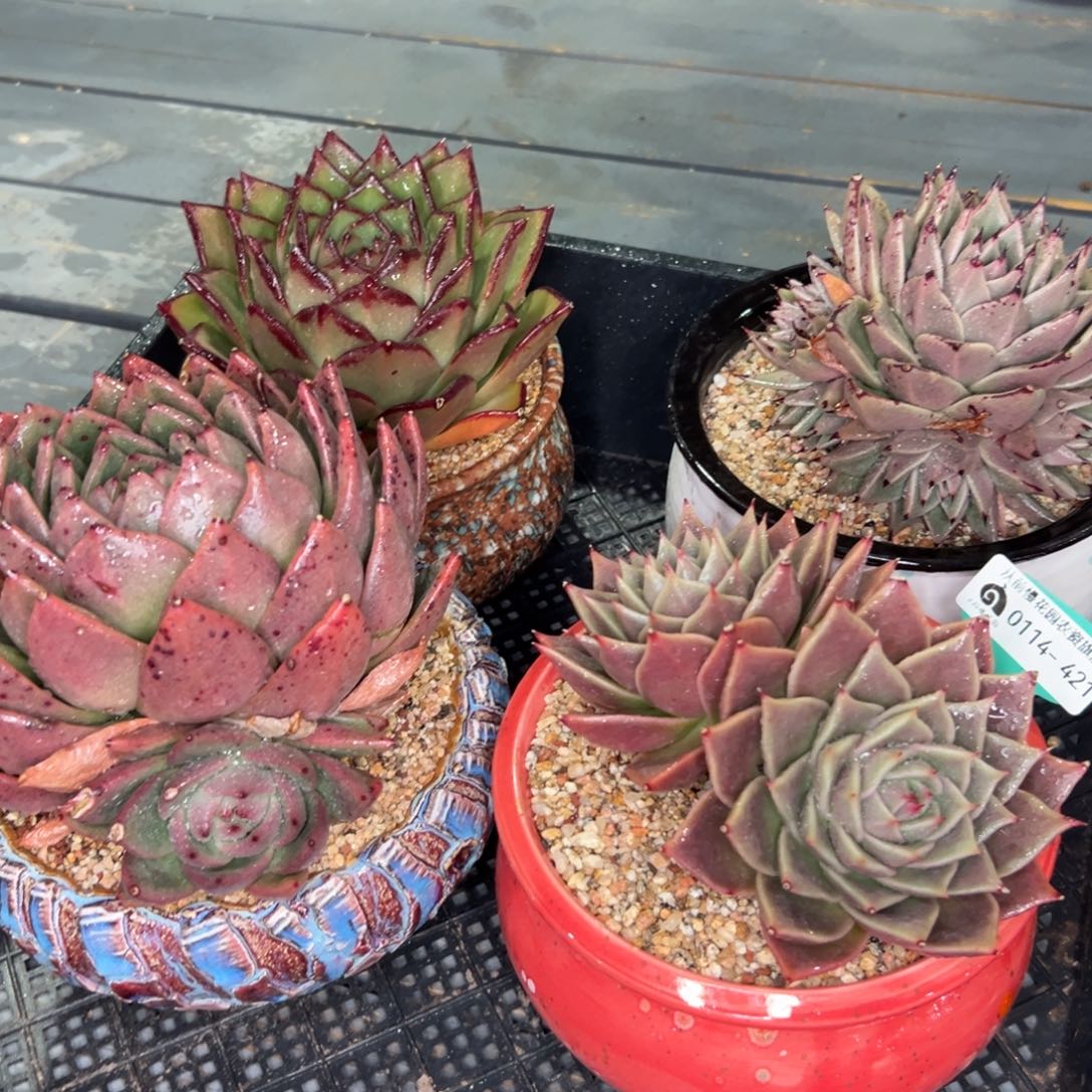 多肉一物一拍0114-421