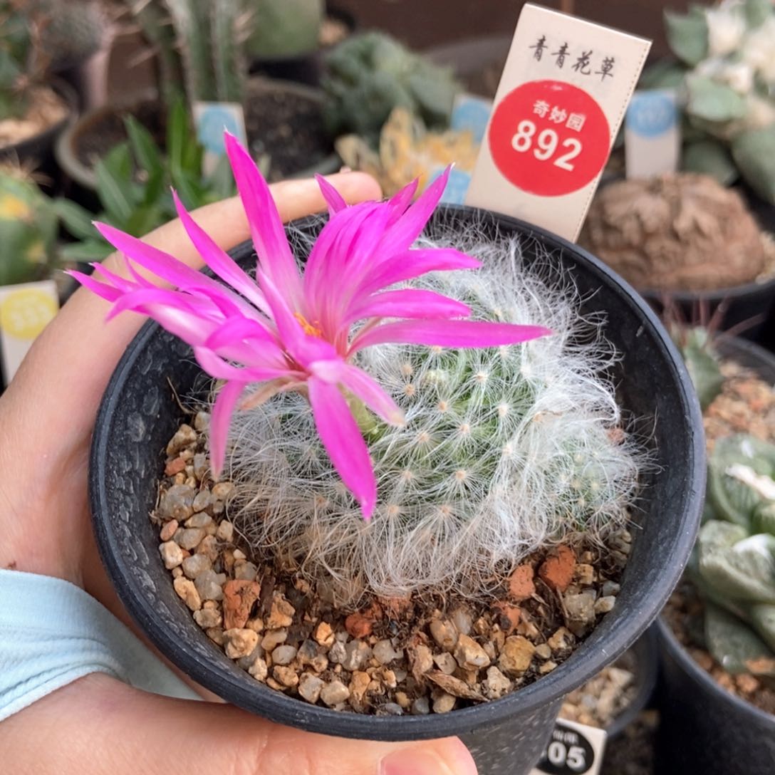 实生带崽无刺丽光殿4.8cm