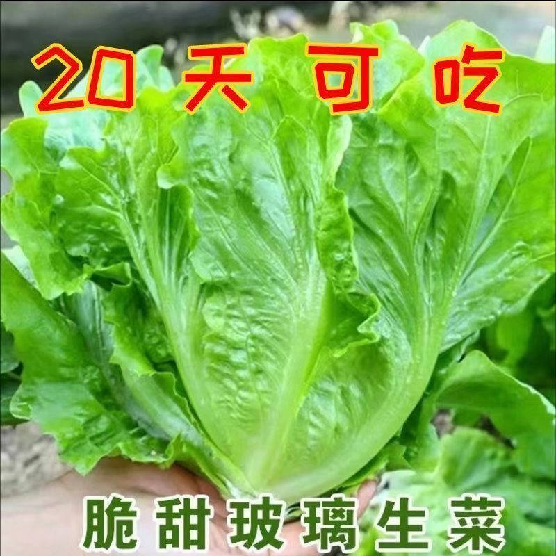 四季甜脆玻璃生菜种子脆嫩生吃种籽四季四季秋天蔬菜种子