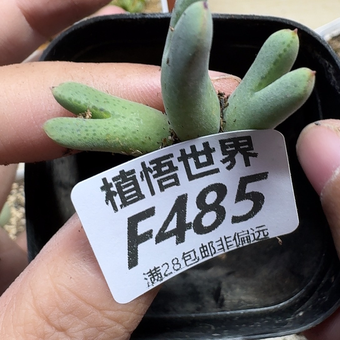 多肉植物的润泽ghn