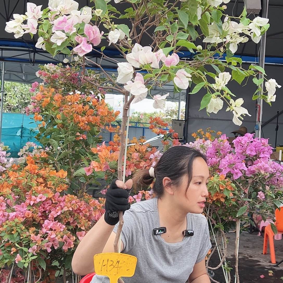 嘻***医大部分花苞少量开放H34广红樱