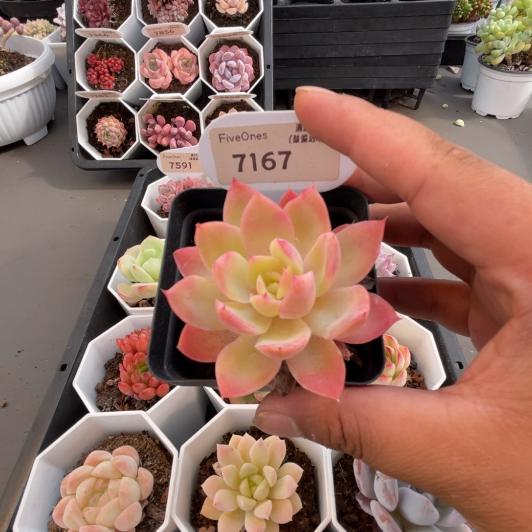 7167丝绸面纱5.0厘米