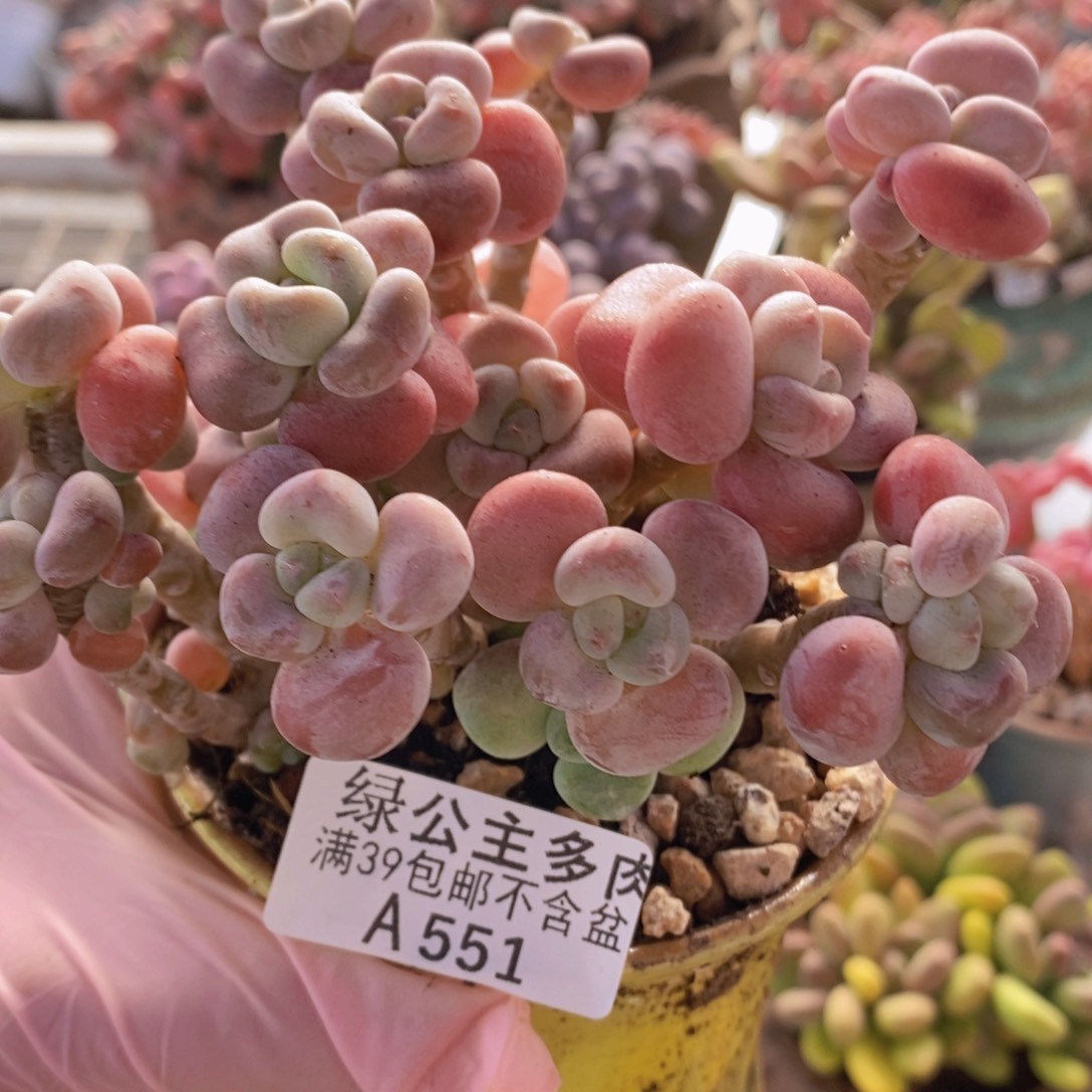 腰子洛神12cm551多肉植物