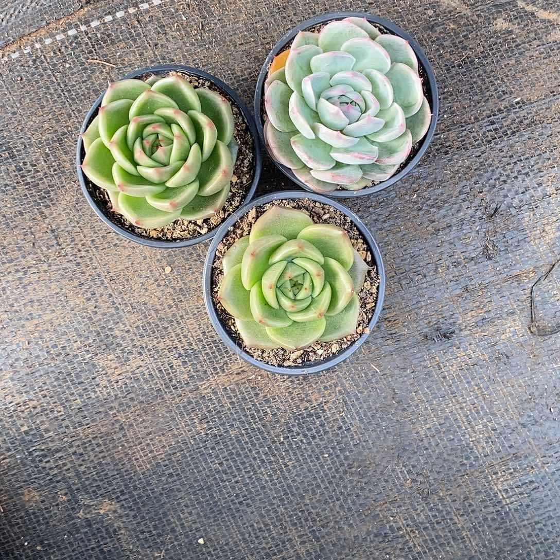 时****3颗寄养。         