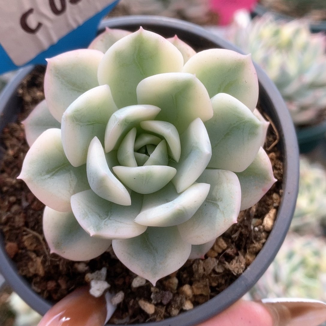 332月亮仙子锦锦锦锦锦锦