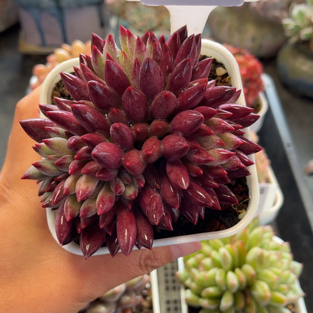 2795 满30包邮，天冷地区必拍保温箱