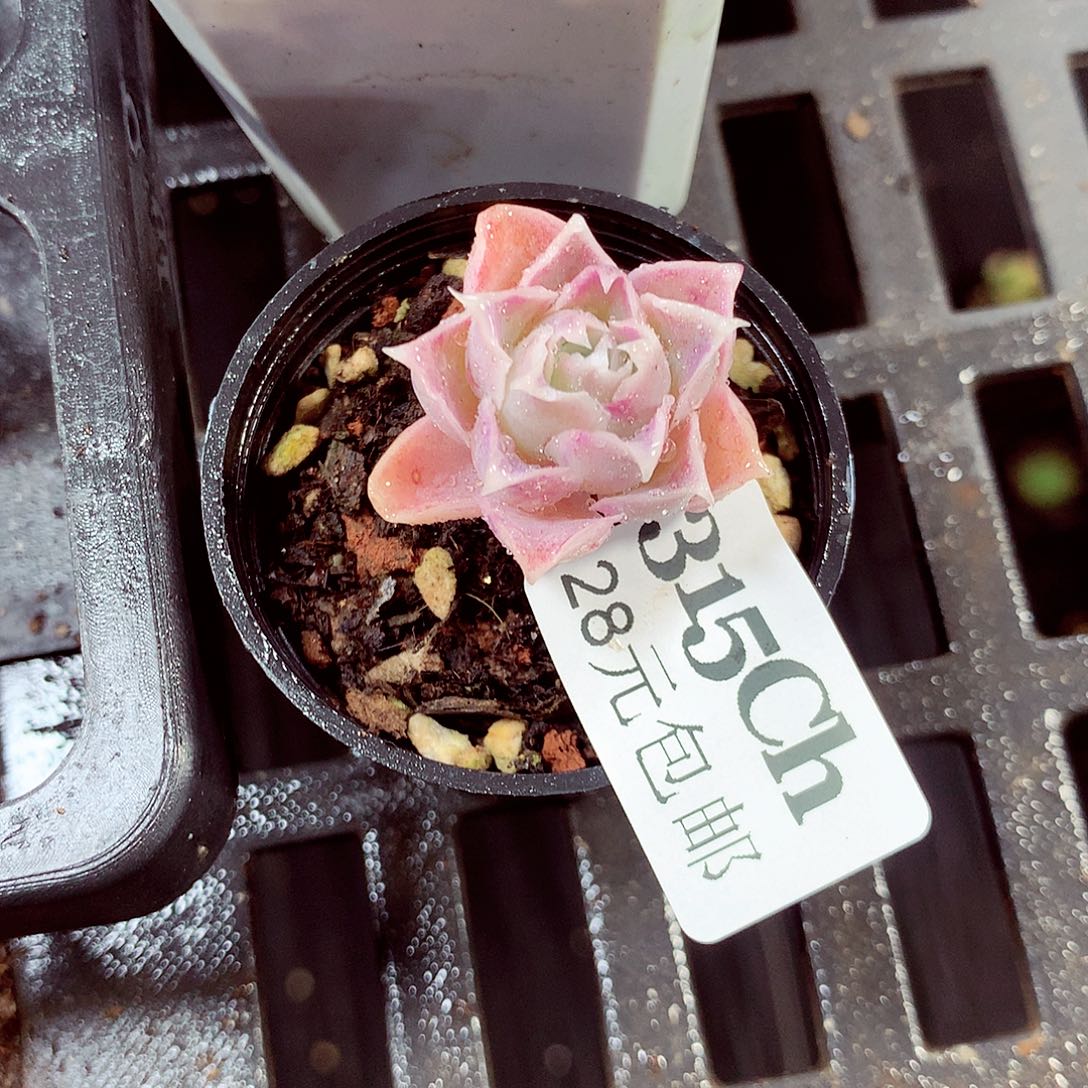 5厘米盆精控多肉315