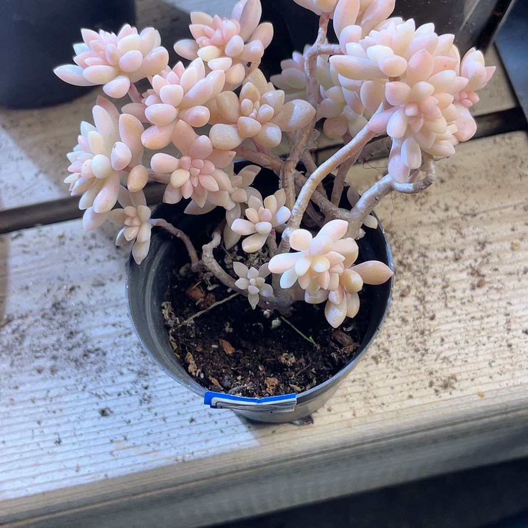 大*丹1623  秋丽锦 六月六