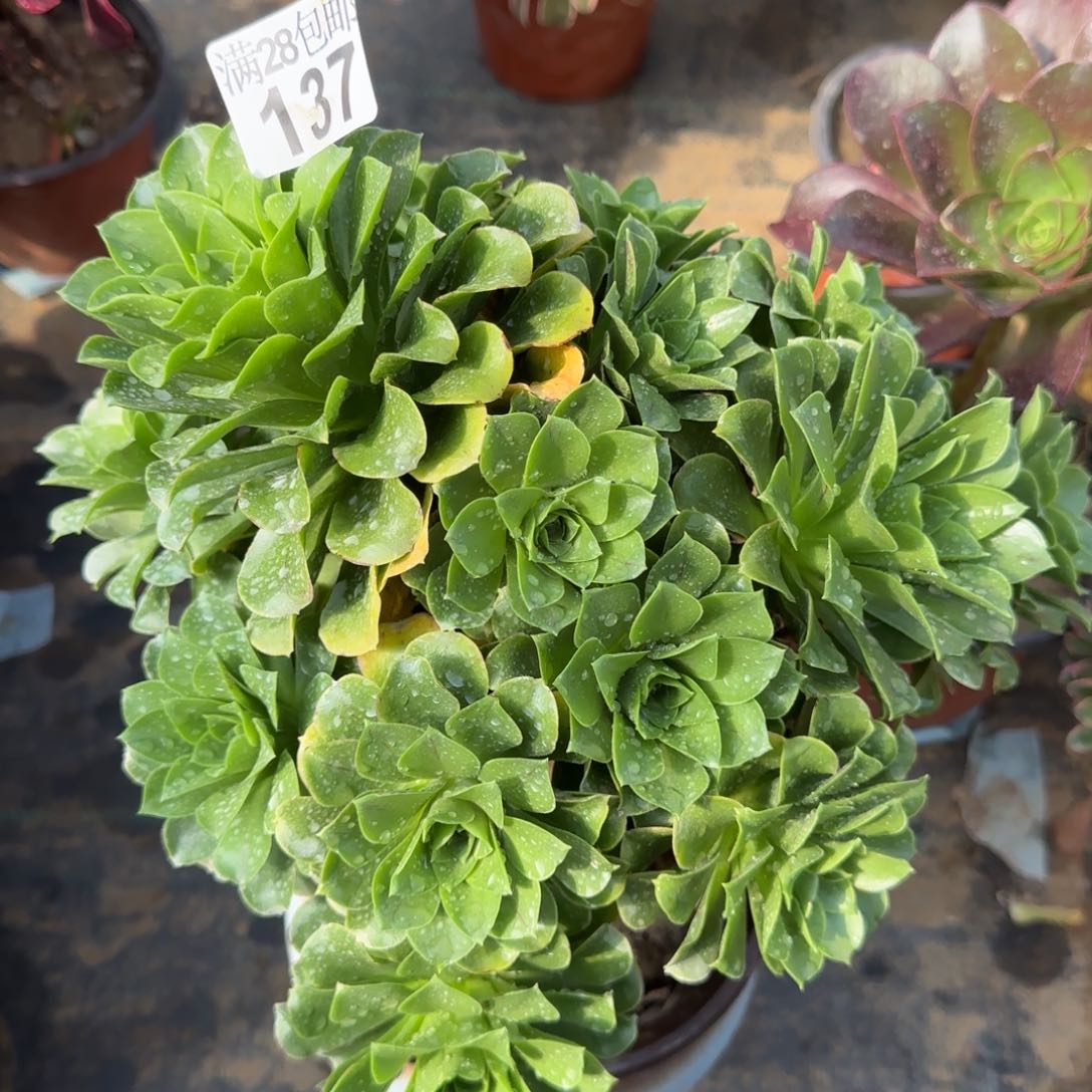 蓝色妖姬多肉137单棵包邮断枝不包