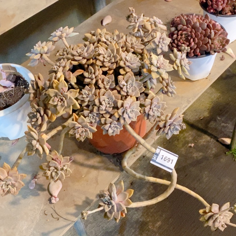 【闪购商品】阿伦培1691