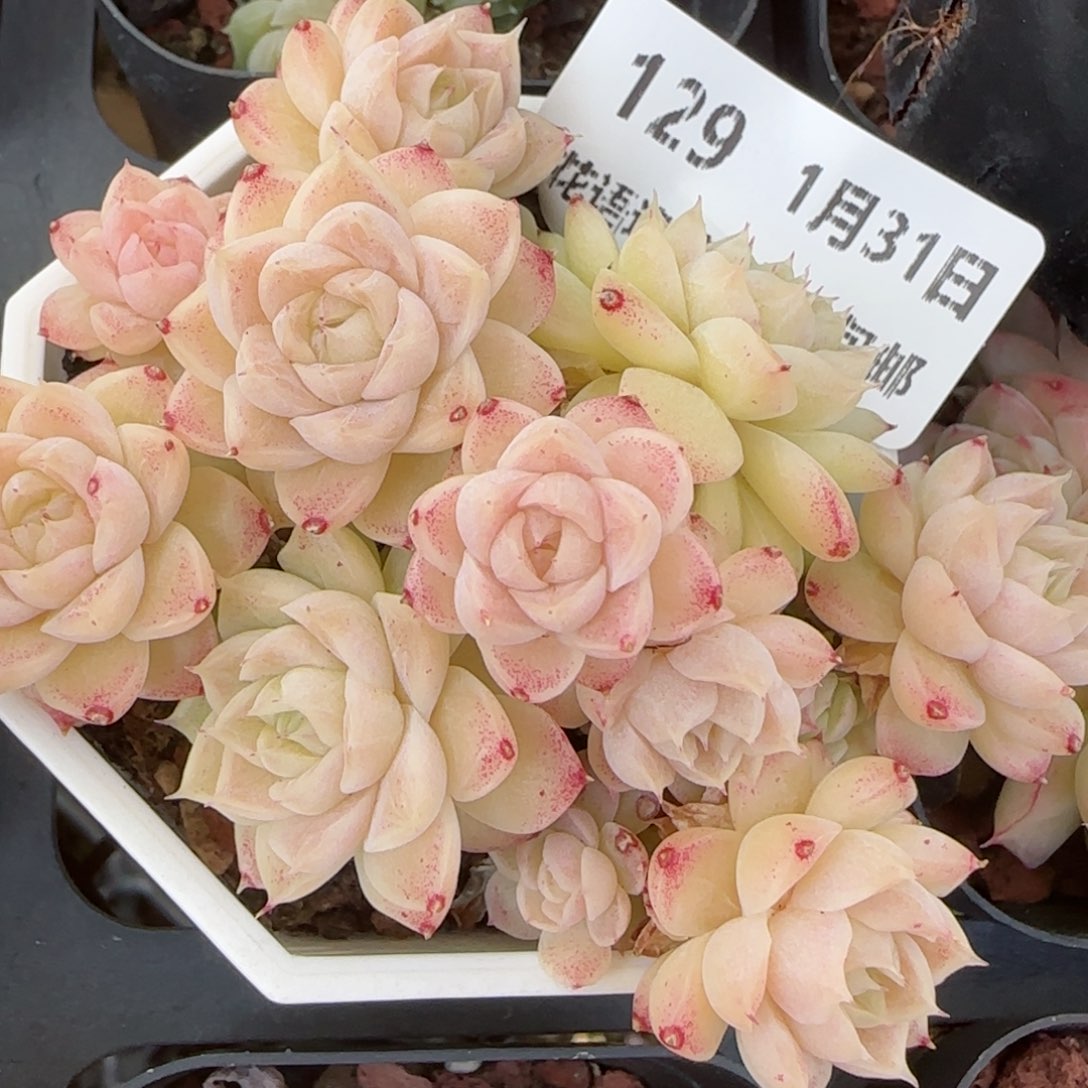 花语逸境0131-129散