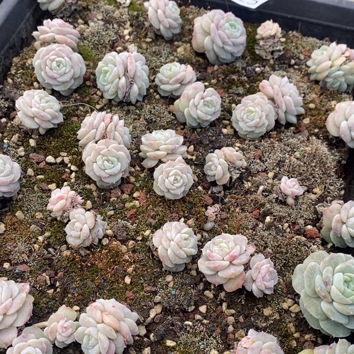 125 多肉植物盆栽花卉