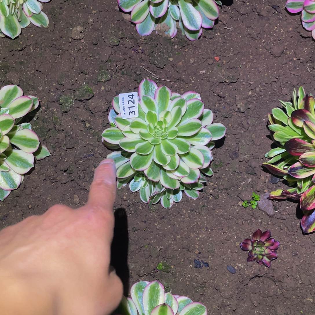 3124粉海王多肉植物