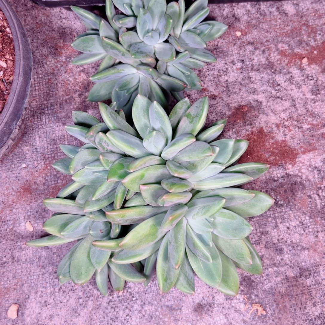 时****✰两颗多肉植多肉植物