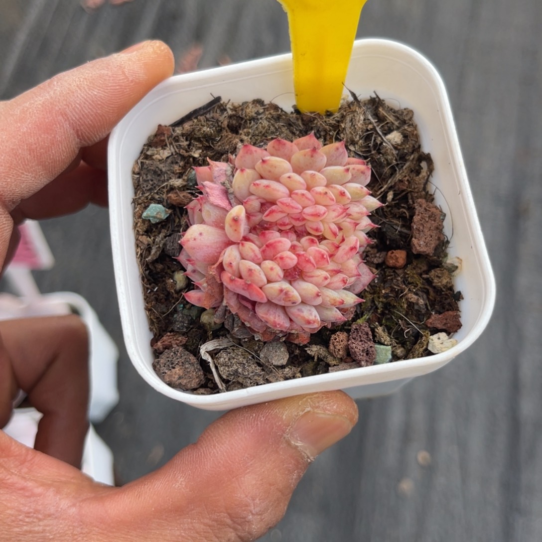 云尘多肉一物一拍360