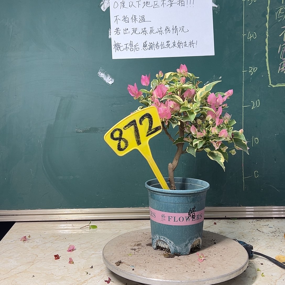 完全开放   蜡染粉 造型  872