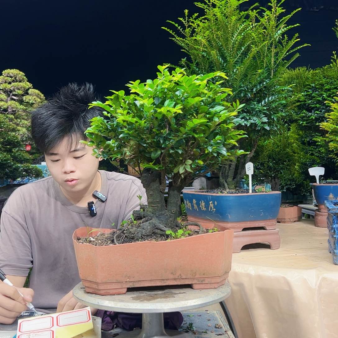 当前无花朵，栽培后可花朵用****1