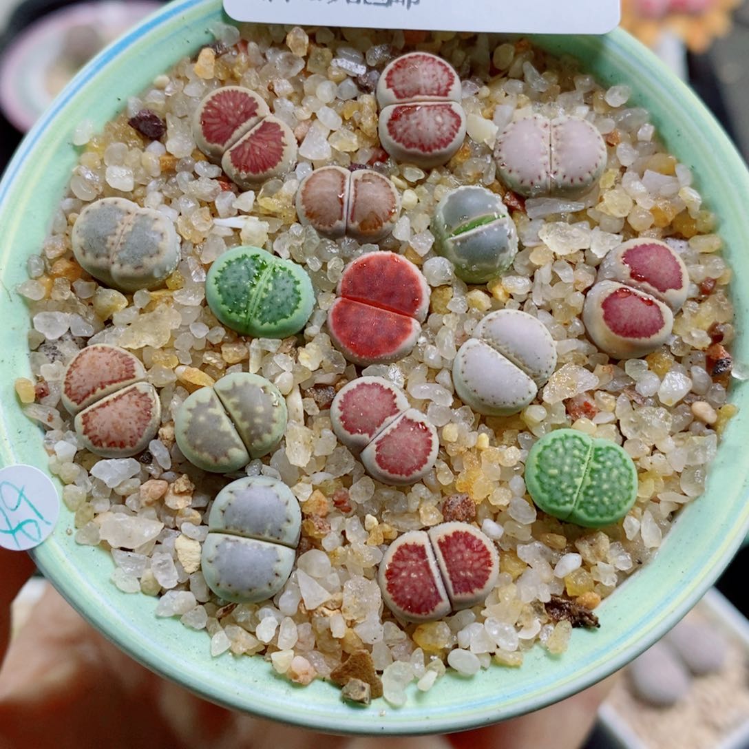 生石花花花花花花花712