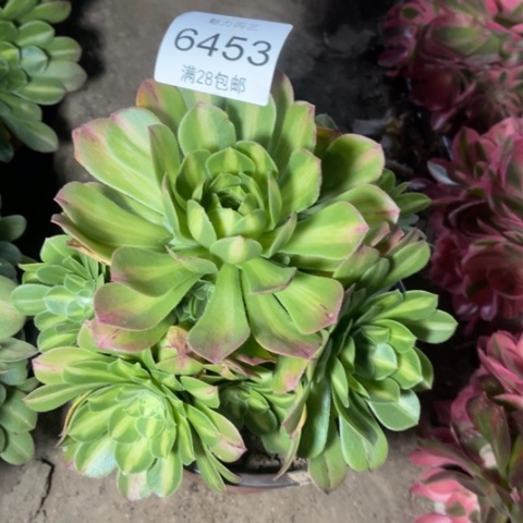 琉璃多肉多肉6453