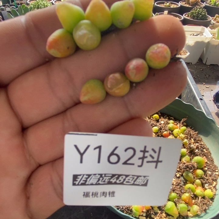 多肉一嘴一拍126号拉登10颗