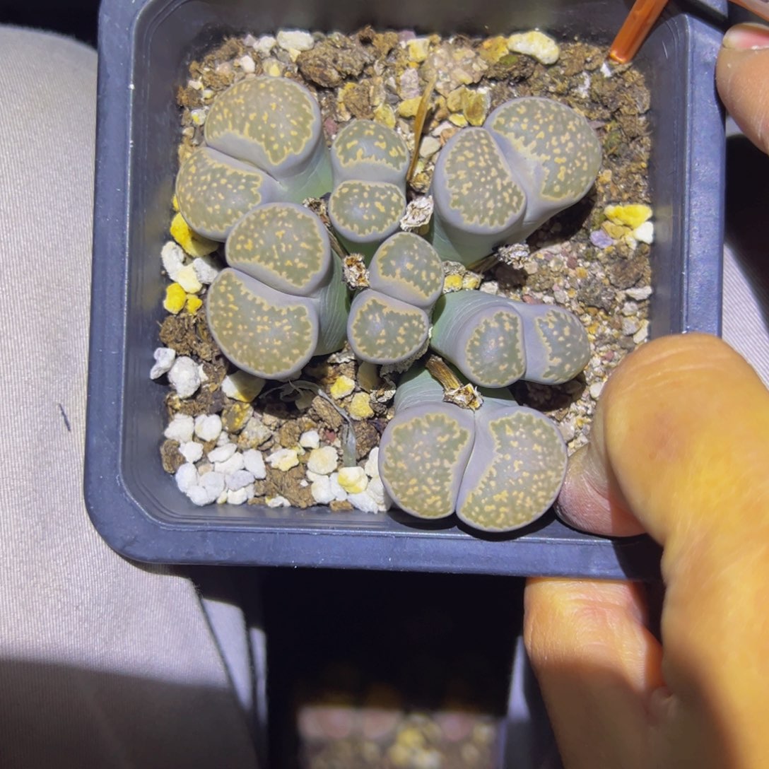 145 一物一拍，默认有伤，介意勿拍，不退不换