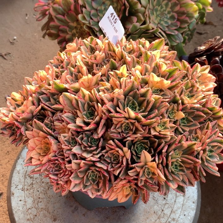 415甜茶多肉植物