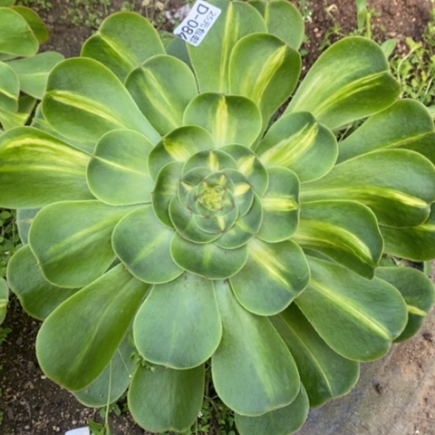 84暴君满25包邮多肉