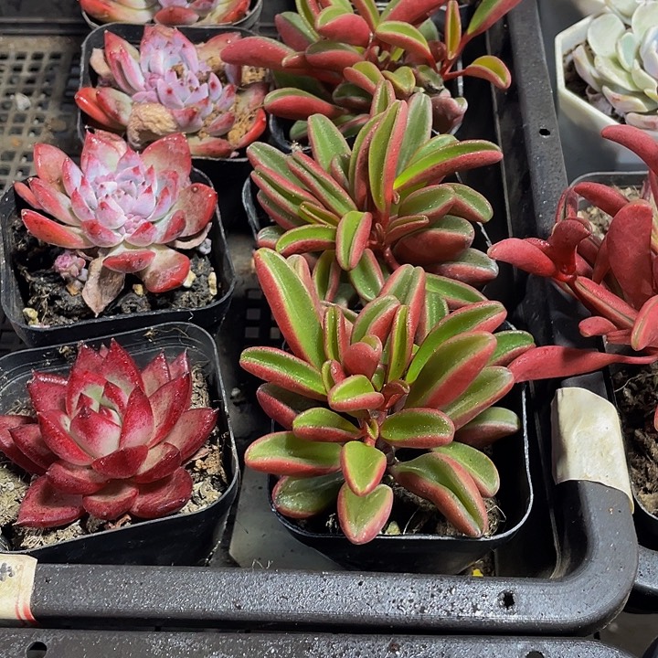 红背椒草带哦土发