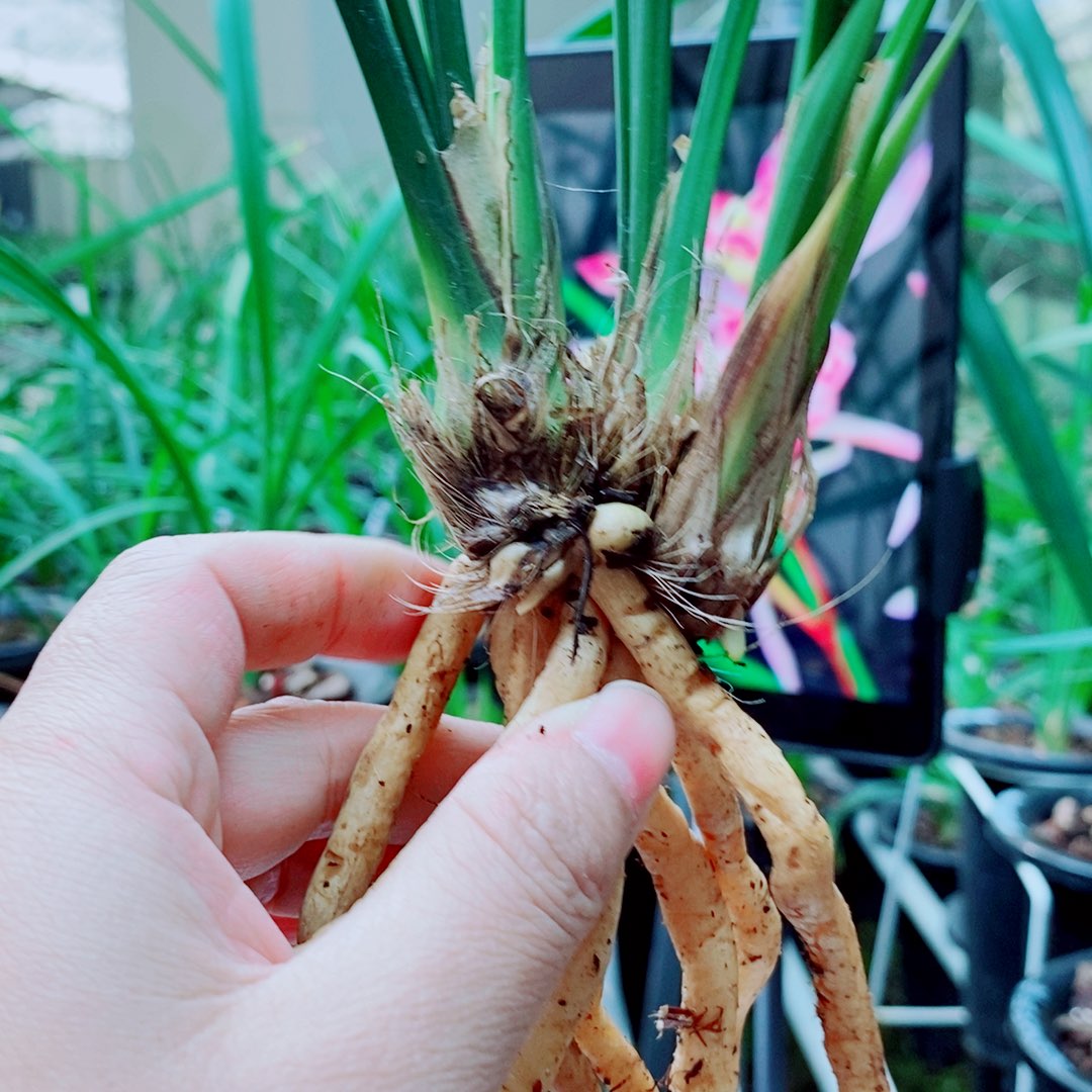当前无花栽培后可以开花