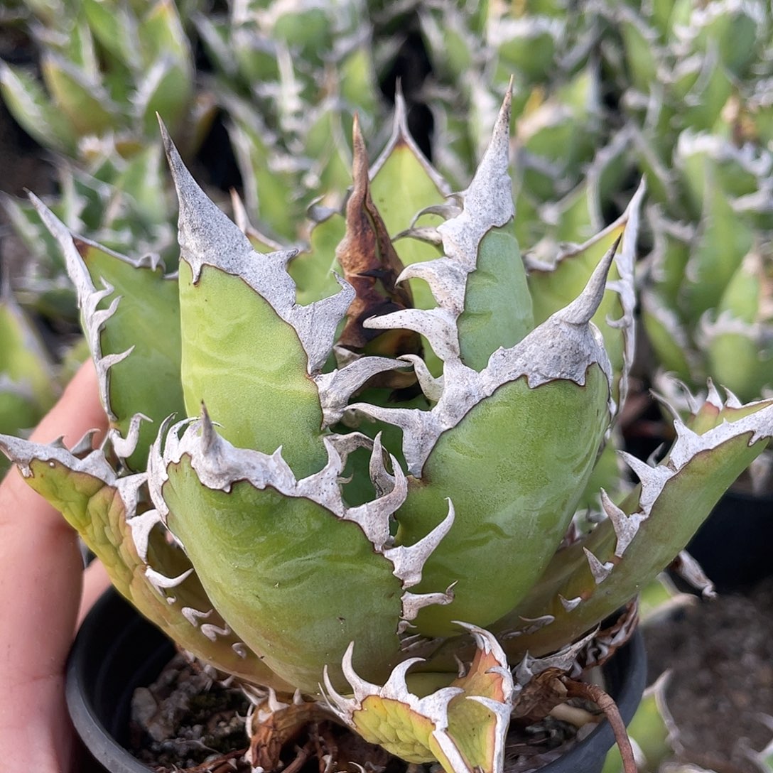 忆***谷红猫龙舌兰仁王冠