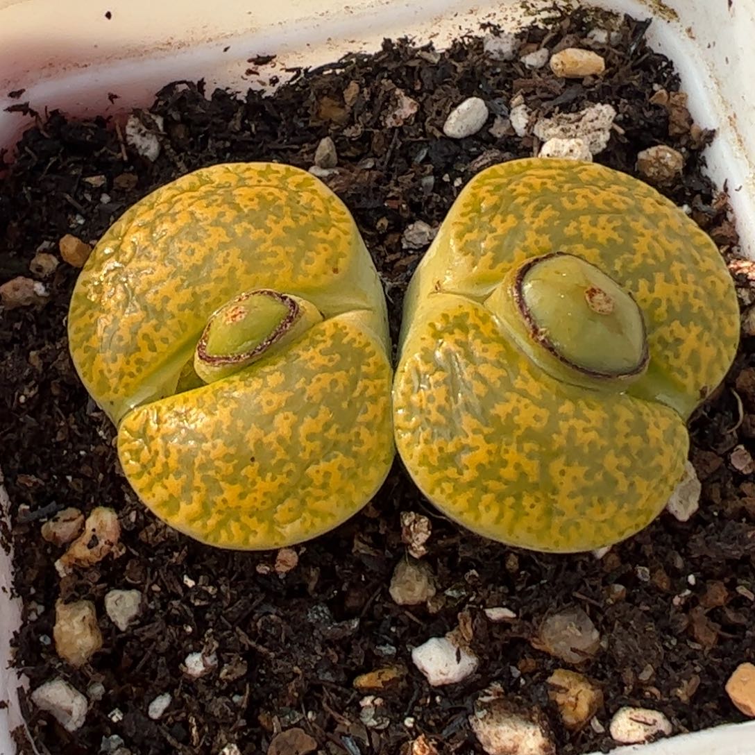 511多肉植物百科