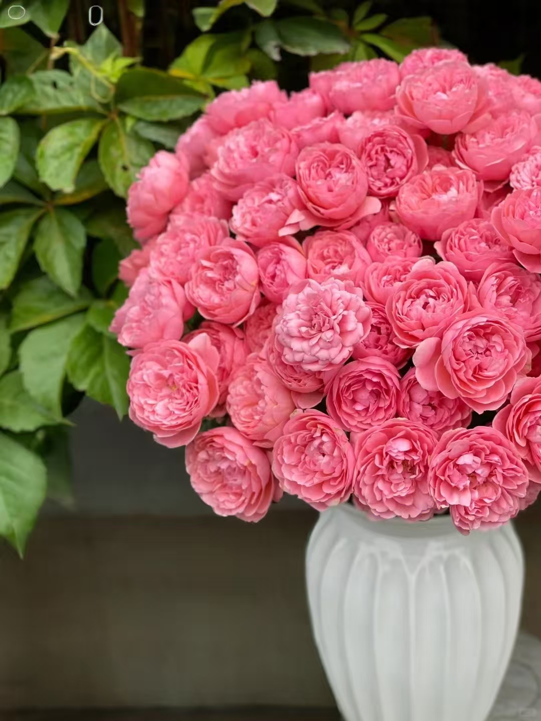 【花汀私享】桃色果汁-稀有多头玫瑰（注意带包装醒花哦~）