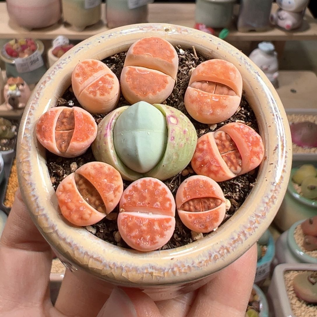 多肉植物222号拼盘