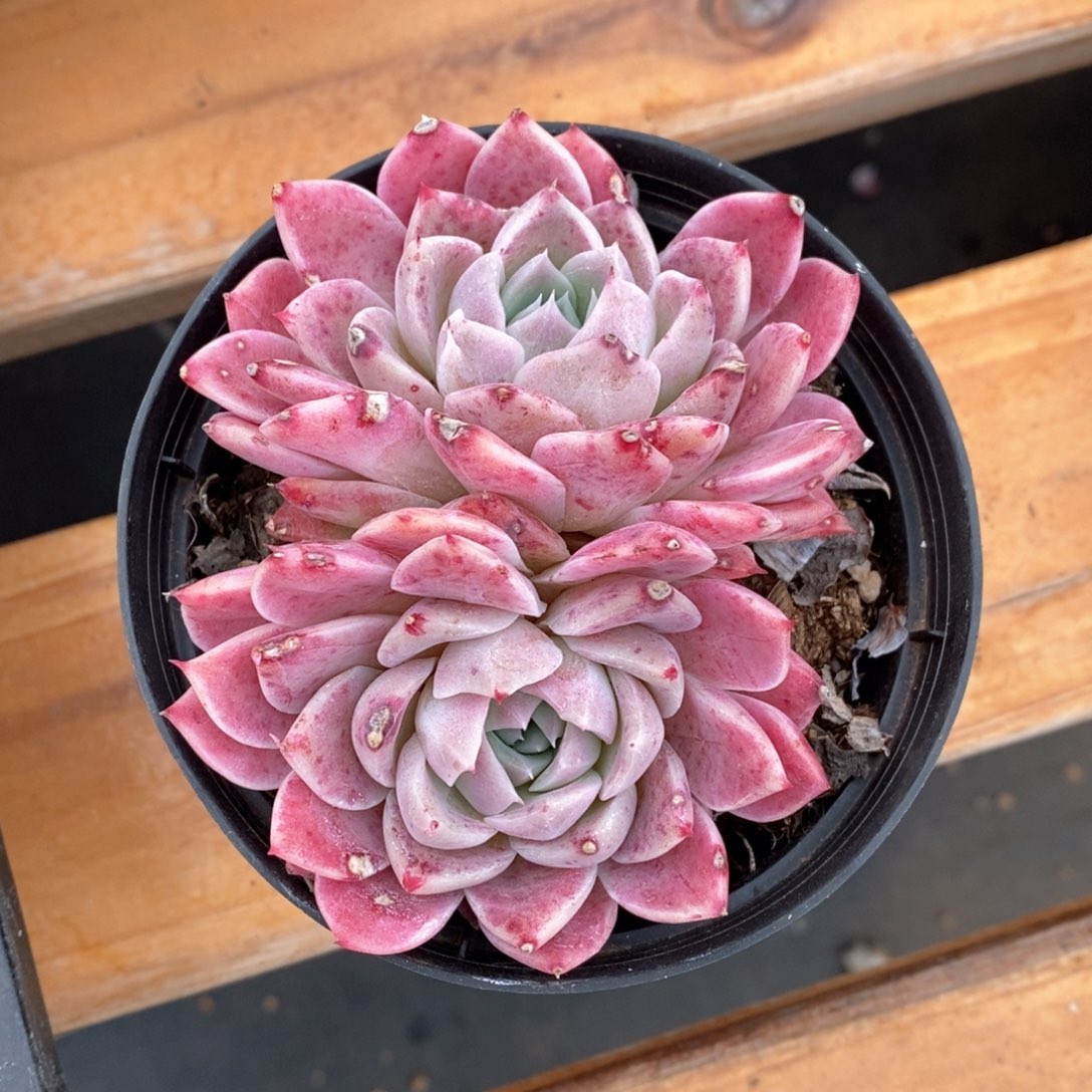 精品多肉一物一拍不包整608