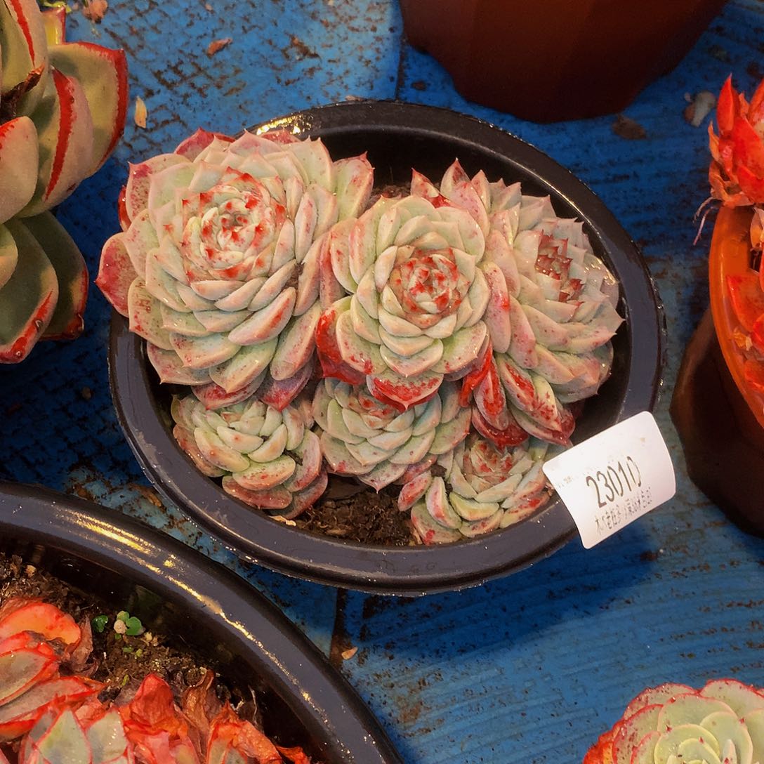 *****   天鹅绒多破之23010